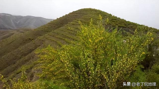 骆驼刺是什么东西，骆驼刺是长什么样子（固沙植被）