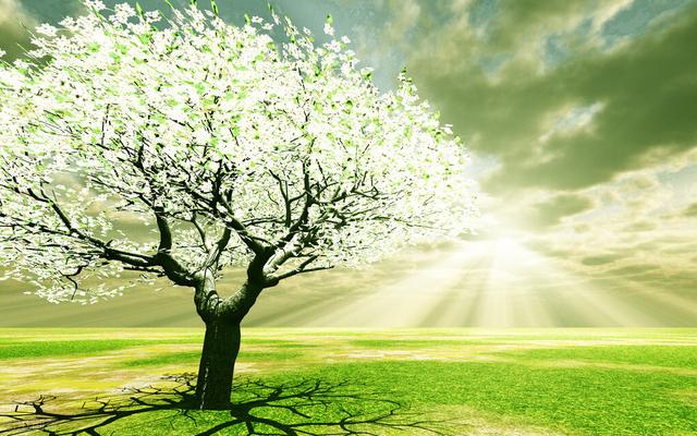 一首关于植物的现代诗，诗经里的经典植物诗（现代诗·植树）