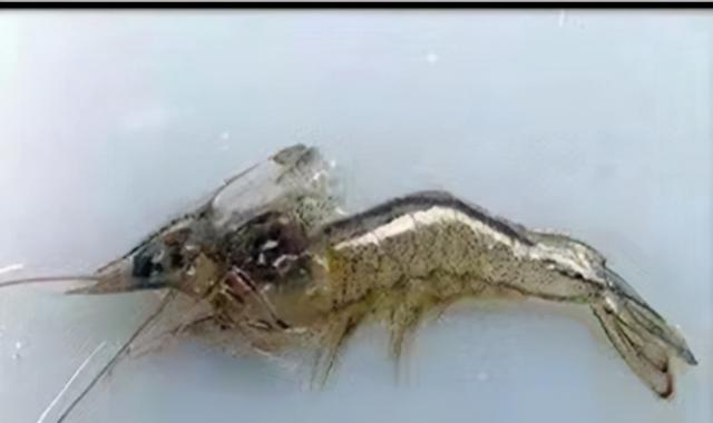 无机盐的作用是什么，高中无机盐的作用是什么（水产养殖中的小元素，有大作用）