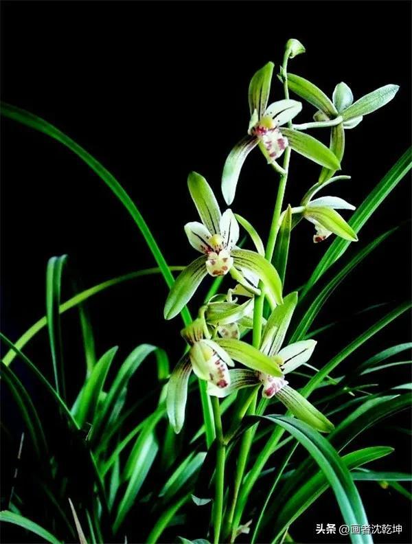 十大最贵最美兰花，绝美兰花50幅