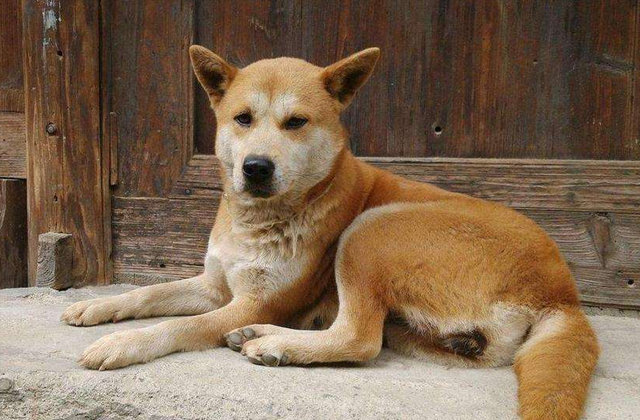 狗名字大全洋气的顺口，狗名字大全洋气的顺口公狗（还在给狗狗起这些“名字”吗）