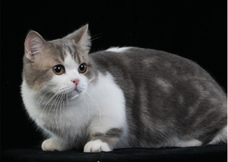 猫咪的品种有哪些，什么猫咪好看又好养