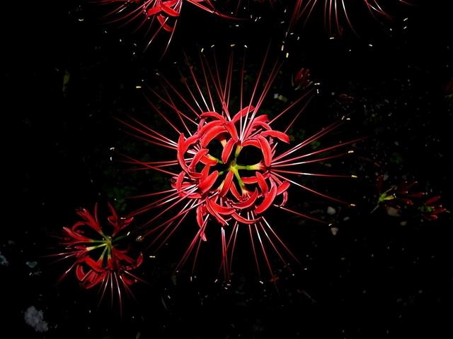 有毒的花有哪些，世界上有毒的花都有哪些（8种“剧毒花”）