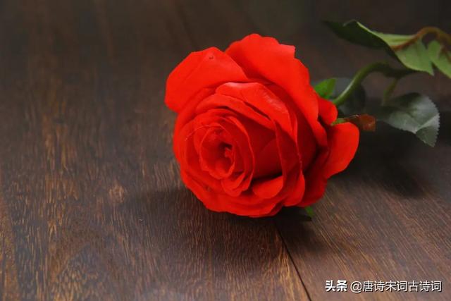 陌上花开的意思是什么，陌上花开现代解释含义（古人的浪漫，美哭了）