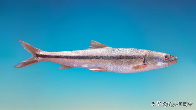 长江名贵鱼前十名，10大凶猛淡水鱼（我国保护的鱼类有87种）