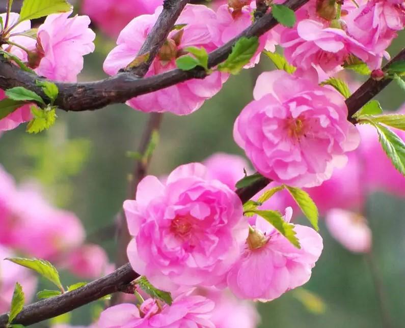 新疆各市市花(乌鲁木齐市的市花是什么-市树是什么-)-柯彬网