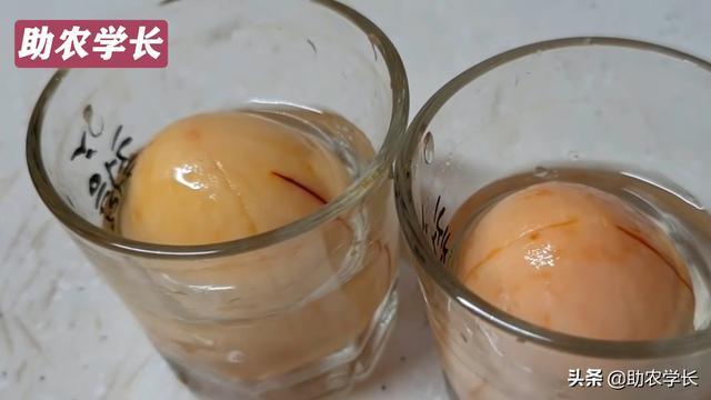 牛油果种子怎么种，牛油果种子的种植方法（在家种植热带果树小盆栽）