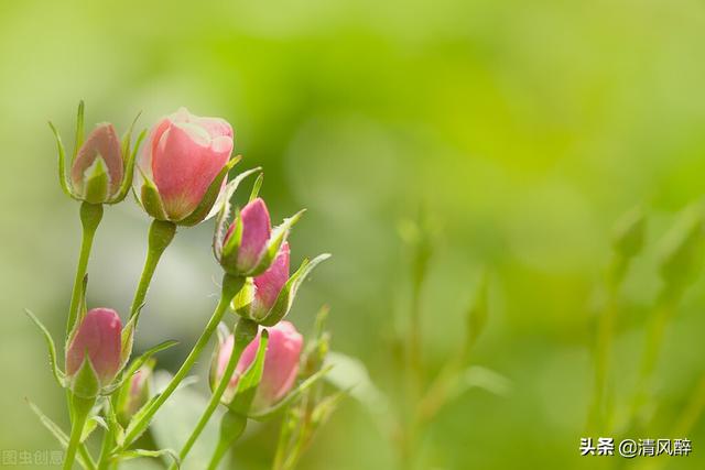 朋友圈被点赞的句子，朋友圈被点赞的句子说说（朋友圈秒赞高质量早安句子）