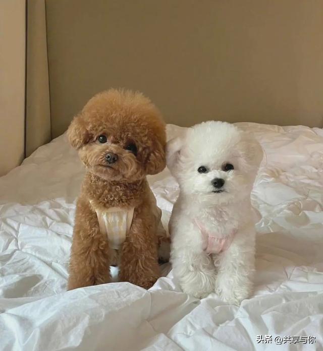 美丽背景图片  ❤️，美丽背景图片大全 唯美 梦幻（一组高级感满满的微信女头）