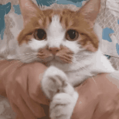 男猫咪高贵洋气的名字(有创意的公猫咪名字大全)