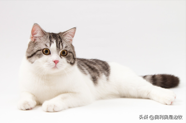 猫的应激反应会怎样，猫咪受到的危害有哪些