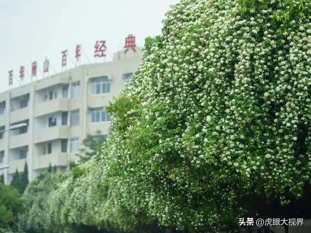 绵阳市南山中学，绵阳南山中学校园（南山中学，就差一道校门！）