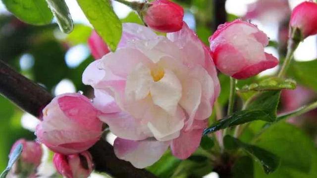 西府海棠图片，西府海棠～花苞胭脂点点（西府海棠）