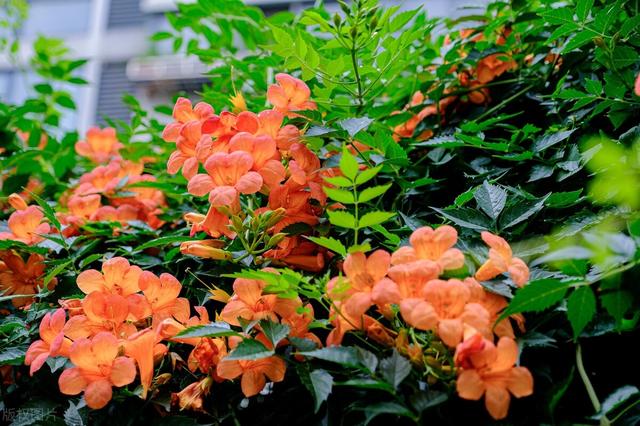 冬天种什么花好养活，冬天什么花好养活北方室内（冻不死的花草清单）