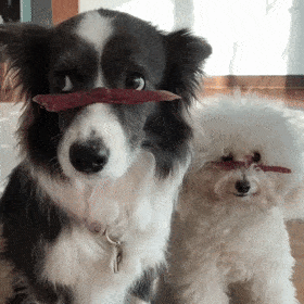 最安静的狗排行，适合家养的安静的狗狗（推荐7种很“通人性”的狗狗）