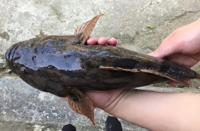 南方有种雄鱼学名是什么鱼，雄鱼属于什么鱼（过去农村常见的“笋壳鱼”是外来物种）