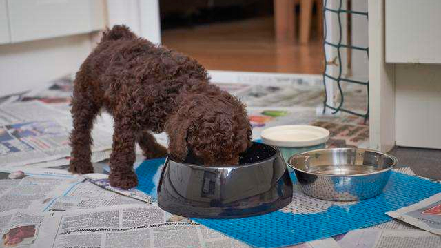 成年贵宾狗食量多少 贵宾犬食量