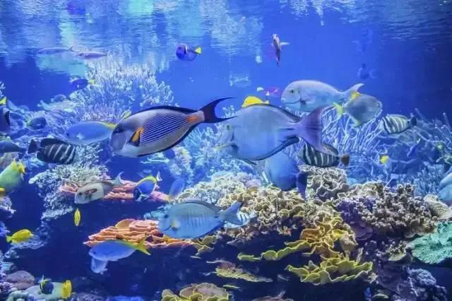 100多种神仙鱼欣赏，鳕鱼图片大全