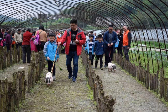 8亩地建小动物农场仅凭2招变网红打卡地，门票20喂动物10元，啥样