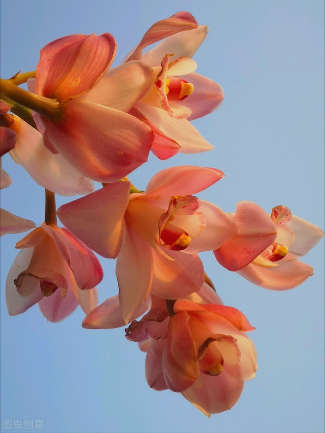 花语短句唯美句子，花语的唯美句子（一花一世界）