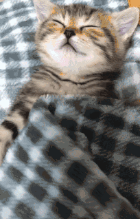 为什么猫咪能躺着睡觉，为什么猫咪能躺着睡觉也喜欢折手（暴露了你对它的重要性）