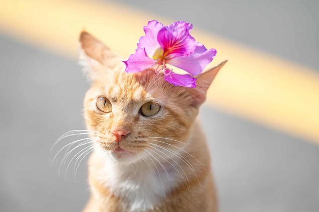 春风不解风情吹动少年的心，春风不解风情吹动少年的心歌词（春风不解风情，吹动了少年的心图片）