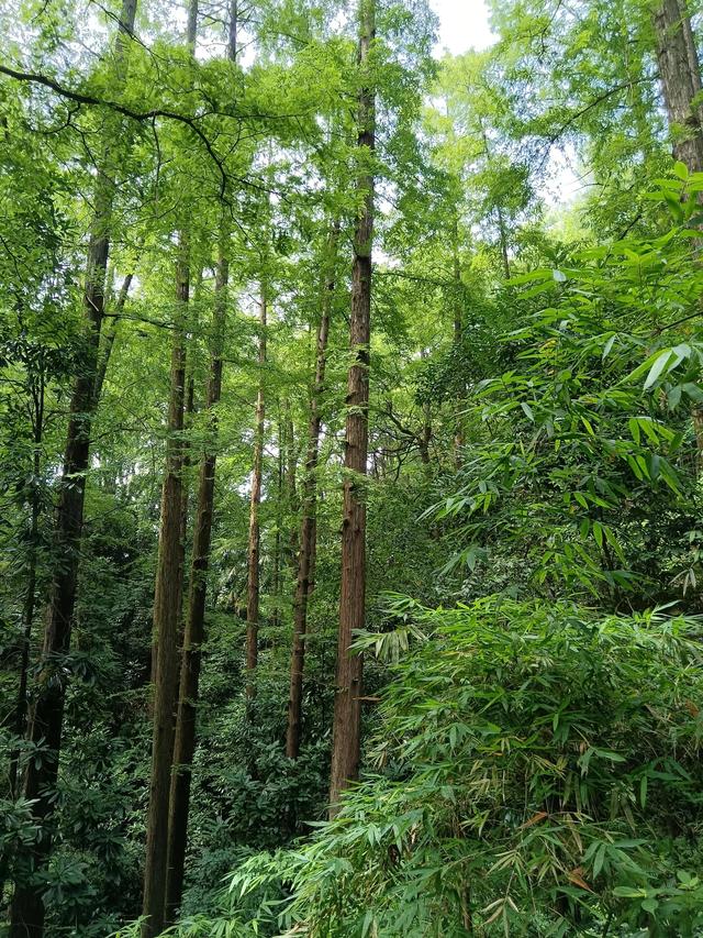 歌乐山森林公园，重庆主城700米高山-歌乐山森林公园乘凉