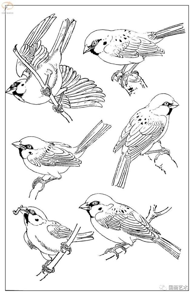 火的简笔画图片，火焰怎么画简笔画图片（画鸟参考——白描麻雀百图）