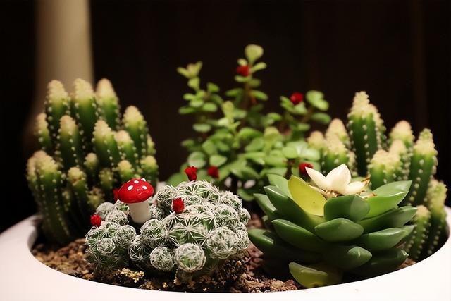 入门级的微单相机哪个好，佳能全画幅微单应该如何选择