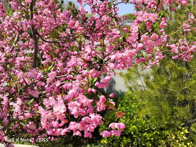 vivo手机隐藏相册在哪里能找到，vivo的隐藏相册在哪里找到（叫一声安卓机皇也不为过）