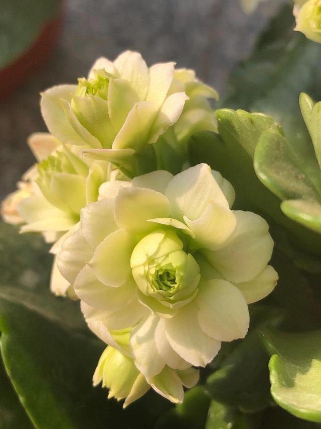 春天的花代表，春天的花代表什么（<一>君子兰、杜鹃、茶花、梅花、长寿花）