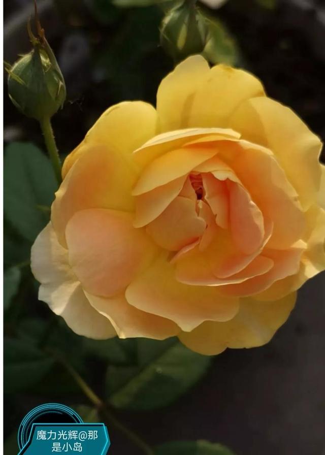 魔力挺好吗，力魔和魔力红哪个好（魔力光辉的魅力）