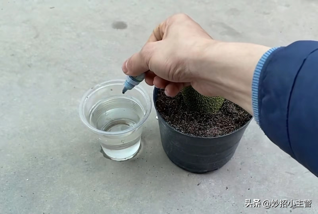 种菠萝蜜生活小妙招，把整个菠萝蜜埋花盆里
