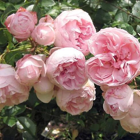 仙度瑞拉月季，仙度瑞拉是哪个公主（分享图片一一一灰姑娘月季）