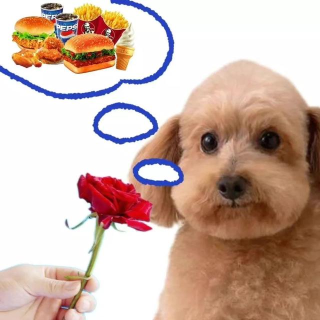 狗的土味方言，一些土味小狗怪图，收了