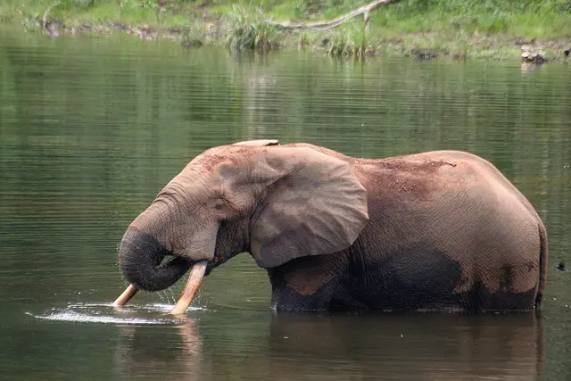 快要灭绝的动物，世界上有哪几种快要灭绝的动物（人类还没研究好）