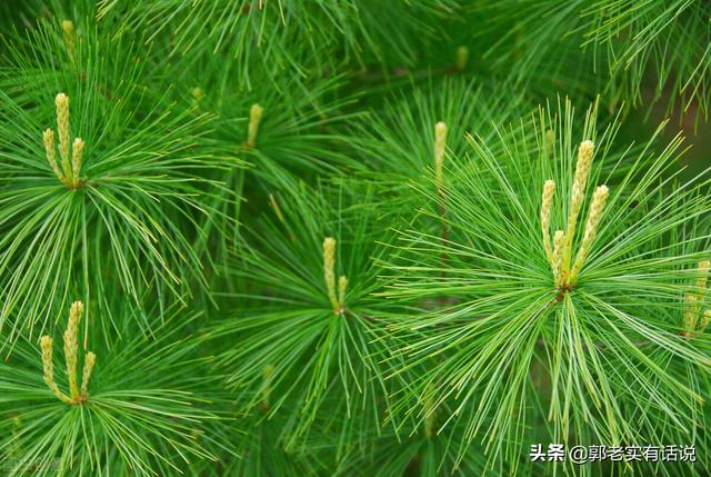 花.草.木象征的意义，花木象征含义的由来有哪几种（五行基础知识之《木的含义与其所代表的是什么）