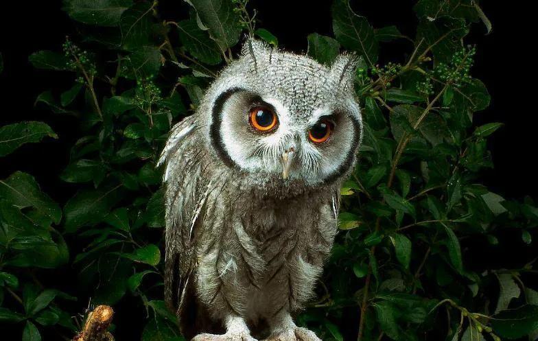 猫头鹰的寓意及象征是什么，猫头鹰的寓意及象征是什么呢（猫头鹰叫预示着什么）