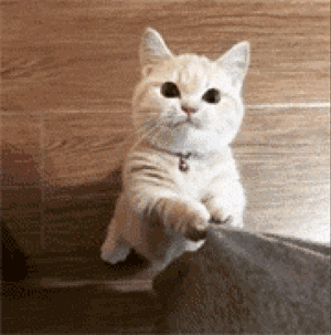 喵喵喵是什么梗，彩虹猫是什么梗（主人模仿猫咪“喵喵叫”时）