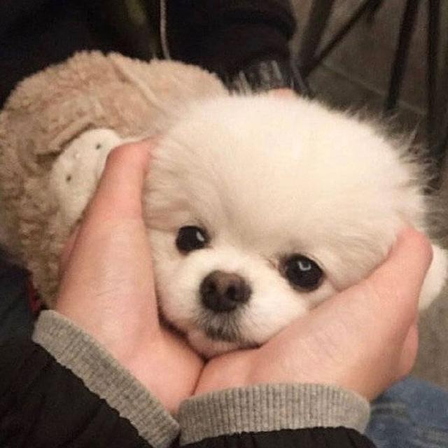 十大新手最好养的狗狗，最适合新手养的狗狗十大排行榜（最适合新手养的6种狗狗）