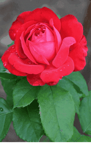 999朵玫瑰，送你999朵动态玫瑰花（999朵玫瑰邰正宵）