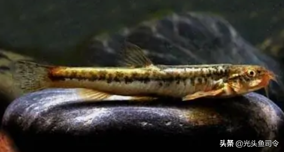 长江名贵鱼前十名，10大凶猛淡水鱼（我国保护的鱼类有87种）