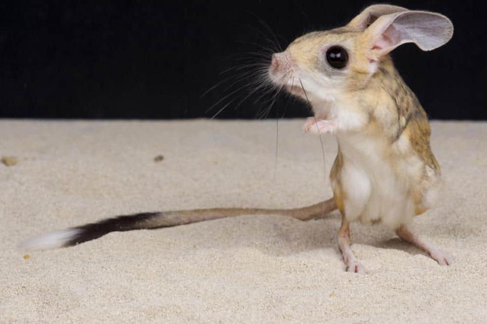 什么动物的腿最长,甘肃酒泉发现沙漠米老鼠
