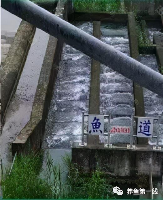 为什么兴建水坝时要留鱼道，河道能够修坝蓄水吗（低水头水利枢纽过鱼通道构建技术）