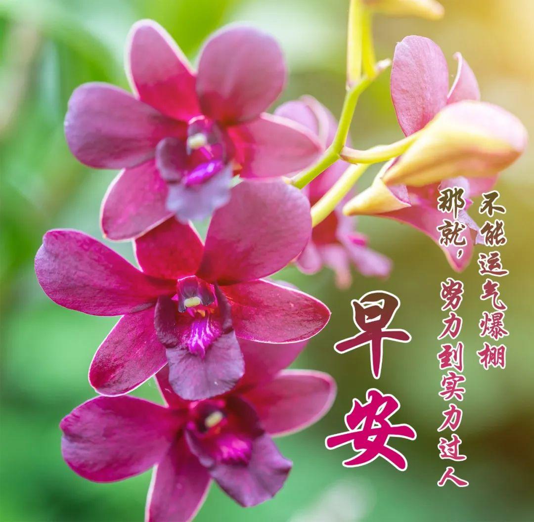 赞美今天好日子图片,2022年今天的图片早安问候语-吉日-荣耀易学