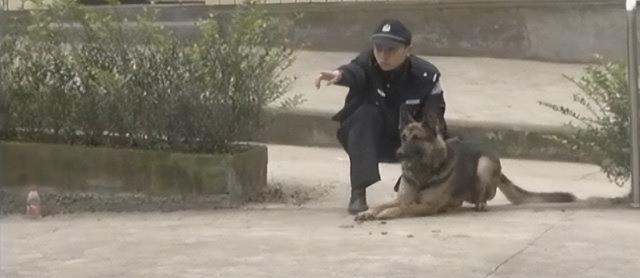 狼的寿命，北极狼的寿命（2008年陕西男子捡到一条“狗”）