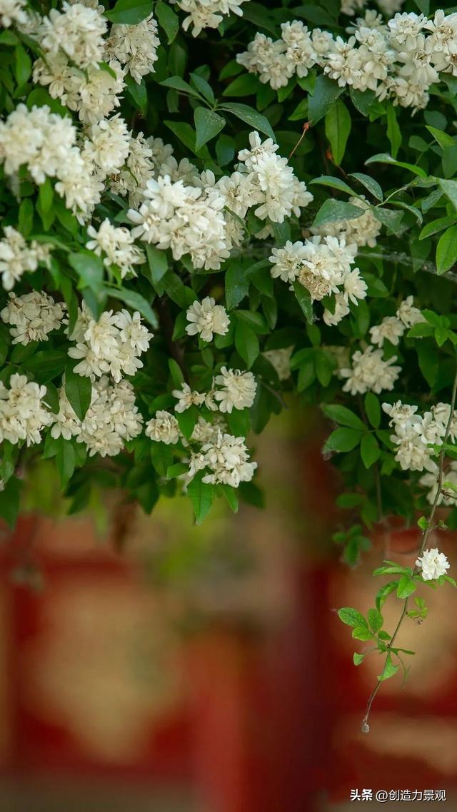木香花是什么，木香花是什么样子的（美色不逊月季的爬藤植物——木香花）