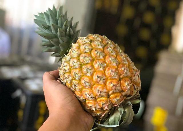 凤梨里面是籽还是虫，凤梨里面的是黑籽还是虫卵（现在还有多少人不知道菠萝和凤梨的关系）