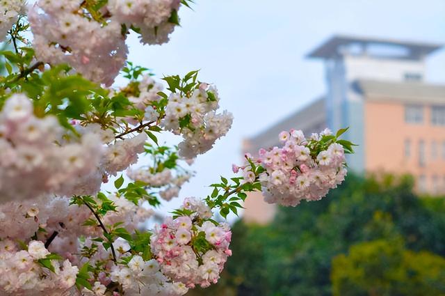 平顶山工业职业技术学院怎么样，平顶山工业职业技术学院是几本学校（专题会议已经召开）