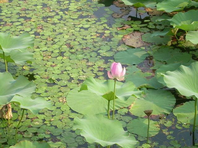 形容感情的诗句，形容爱情的诗句（2首妙趣横生的古诗词）